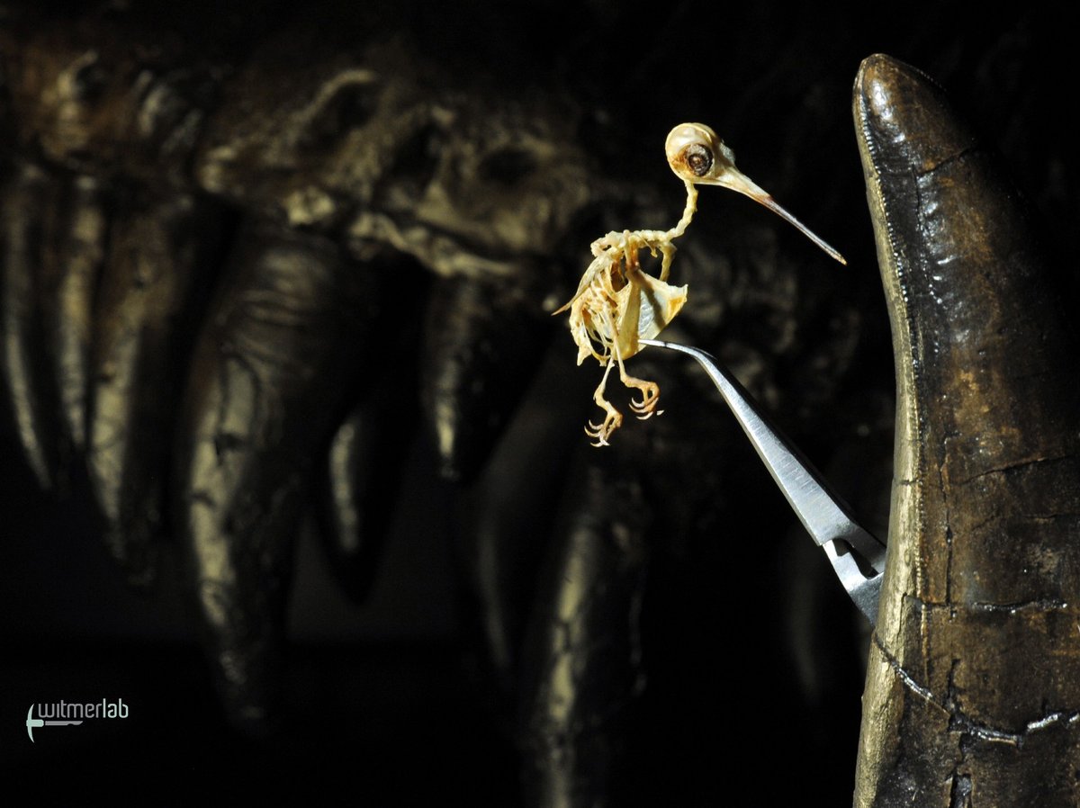 Paleojim's tweet image. Larry Witmer; "For the 165th anniversary of the publication of Darwin's Origin of Species, here are two theropod dinosaurs—T. rex &amp;amp; a hummingbird. Despite all the differences, T. rex is more closely related evolutionarily to this hummingbird than T. rex is to, say, Allosaurus!"