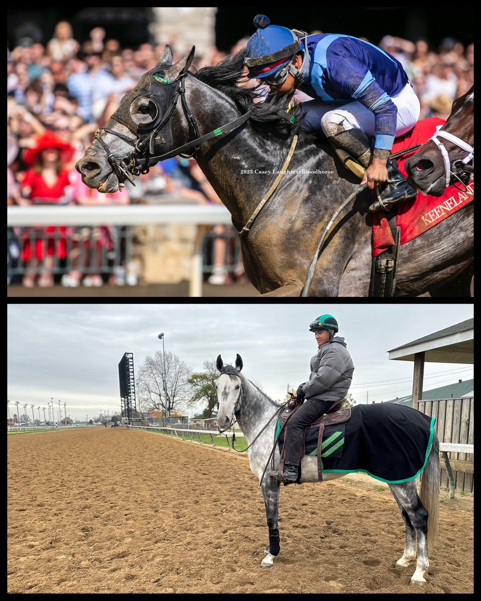 johnnyortiz24's tweet photo. Everybody say hello to our new barn pony! 

From star racehorse then to training future champions now, we couldn’t have asked for a better pony to coach and lead the team.

Welcome back to the team Barber Road! https://t.co/WQGtvQ6Hg4