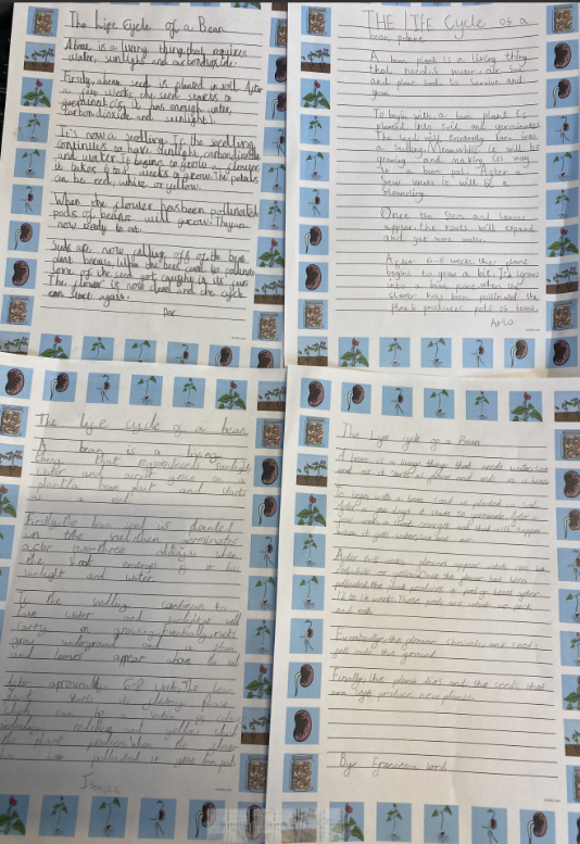 latimerprimary's tweet photo. #3JK #LatimerWriting #LatimerGeography Today the class wrote up their final version of their explanation texts: The Life Cycle of a Bean and Why Do Volcanoes Erupt? https://t.co/agwWcHmf37