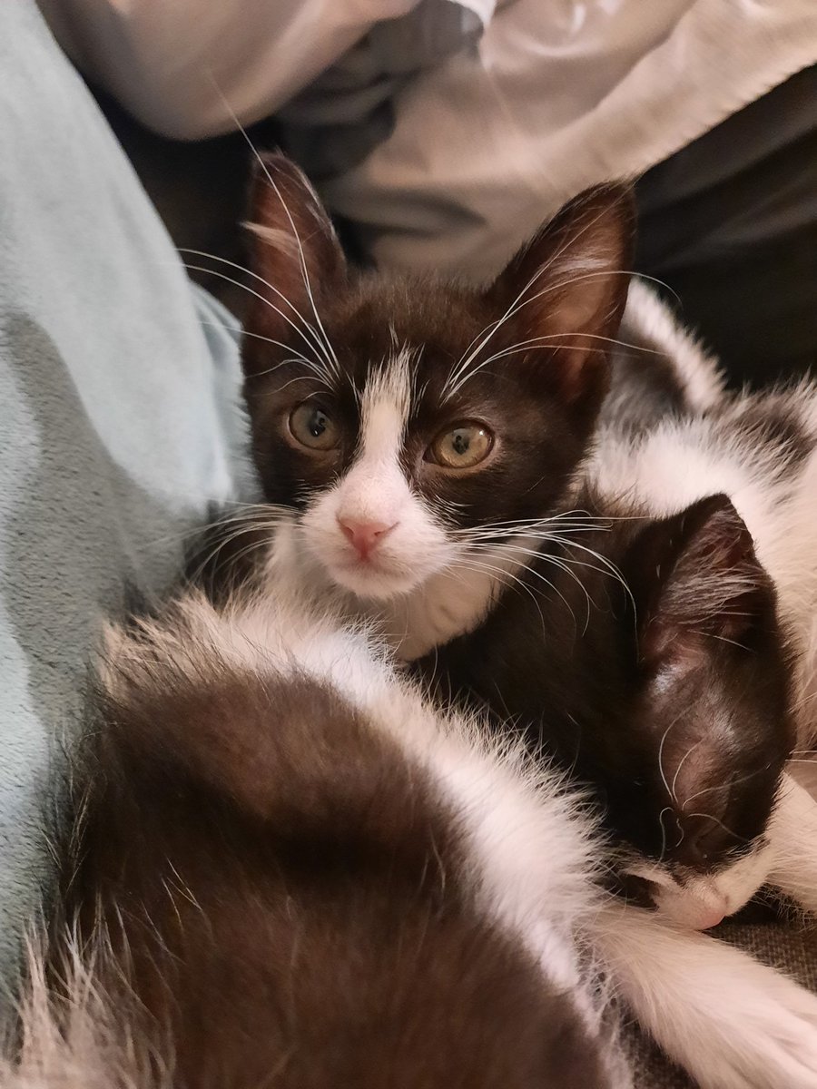 Saarabiada's tweet photo. Muerte por gatitos https://t.co/bVbFuFdJgC