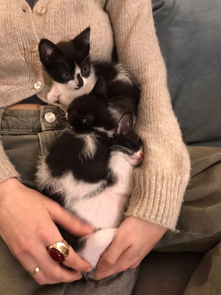 Saarabiada's tweet photo. Muerte por gatitos https://t.co/bVbFuFdJgC