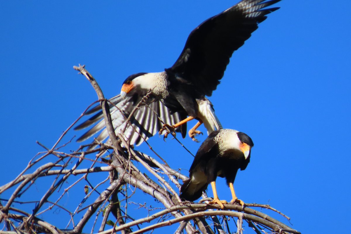 Paul Nicholson tweet media