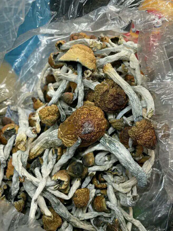 mushroom
#mushroomhunting #mushroomhunter
#fungiphotography #ukshrooms #psychedelics  #London #Birmingham #Manchester #Glasgow #Leeds #Liverpool #Sheffield #Edinburgh #Bristol #Leicester #Coventry #Cardiff #Cambridge #Exeter #Gloucester #Chester #Aberdeen

t.me/+rEJPB38q5Es5M…