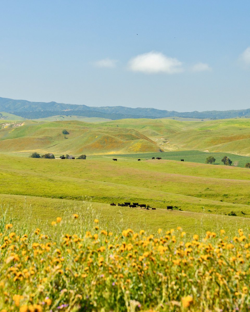CAOutdoorProps's tweet photo. 🎉 SOLD! 🎉
$4,095,000 | 3,840 ± Acres | San Luis Obispo County

Congratulations to the new owners of Morrison Ranch in Shandon, California! 🌄 

A huge shoutout to our broker, Todd Renfrew, who represented both the buyer &amp; seller on this transaction.

https://t.co/93dB23HKM7 https://t.co/JiYv1OIA7I