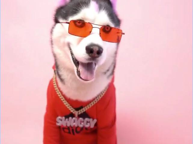 druvcy's tweet image. Apply in $SWAGGY and never regret.

Financial wealth soon!

@SwagrMan