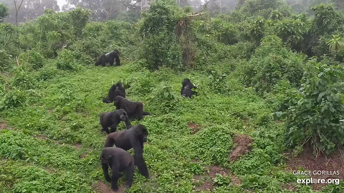 🦍💚🦍Wow - our post last week got such a great response that we are going to make #WebcamWednesday a regular thing! Be sure to follow us here, and checkout our web cams at @Explore.org.