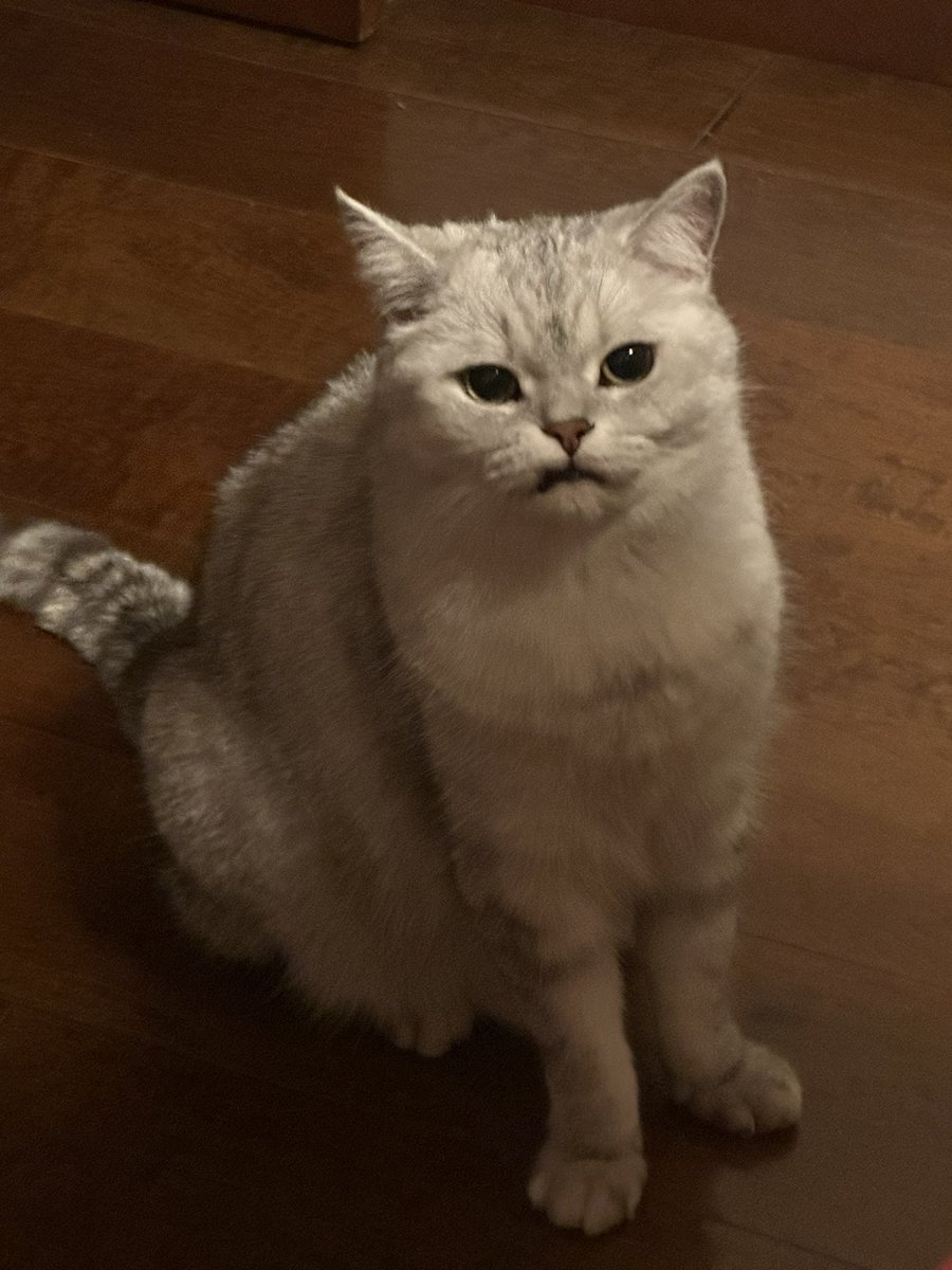 manman792111's tweet photo. 歪嘴小猫 https://t.co/UUu7WVIshH