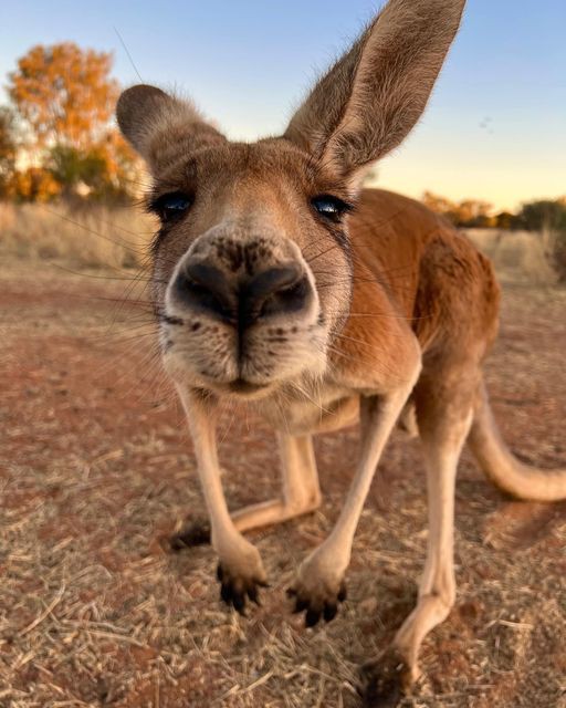 Kangaroos are marsupials native to Australia, known for their powerful hind legs and long tails used for balance. They hop to move efficiently, reaching speeds up to 56 km/h. Female kangaroos carry their young, called joeys, in a pouch. They are herbivores, feeding on grass and
