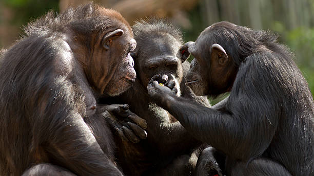 Road_2_Ft_Worth's tweet photo. A shrewdness of apes. #groupnames https://t.co/gc52AeXbhI