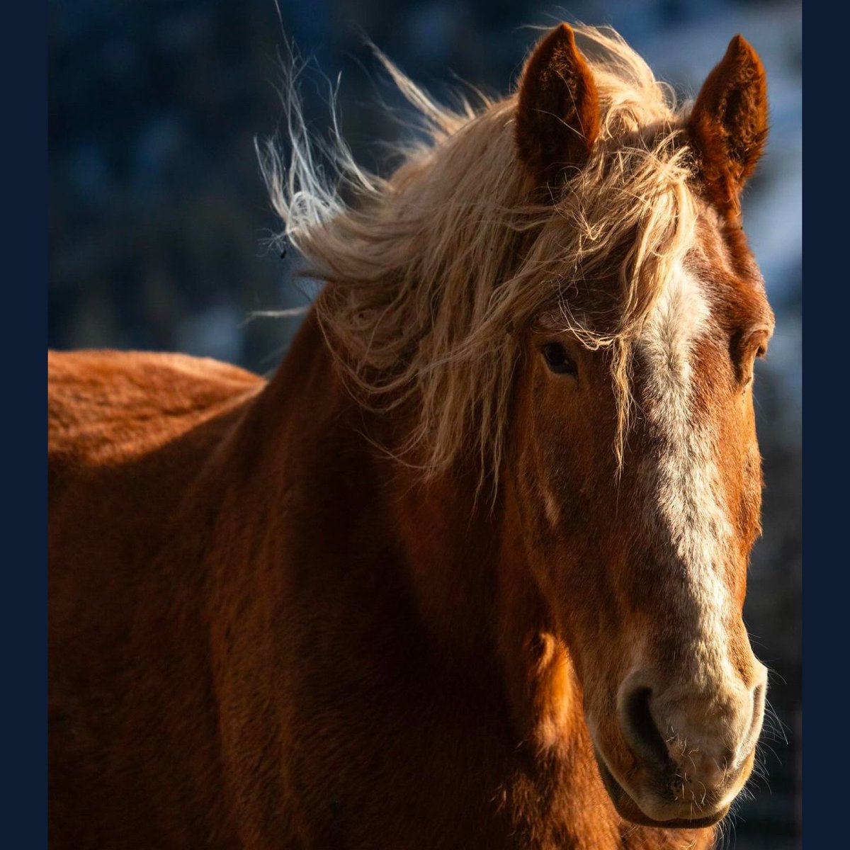 skydogsanctuary's tweet photo. Being worked too hard too long took its toll on Sampson the #belgiandrafthorse . We helped him fight many health issues for a comfortable, happy life at #Skydog. When he began to fade, with heavy hearts, we helped this gentle giant make a gentle passage &amp; set his spirit free.💔 https://t.co/S2AiboYAq9