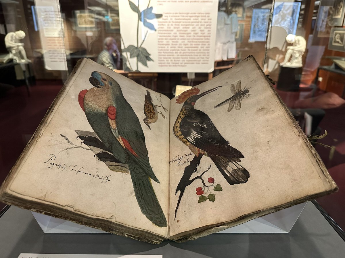 StabiHH's tweet photo. Unbedingt die faszinierende Ausstellung “Akte, Antike, Anatomie” bis 20.12. in der Stabi ansehen! Joachim Etzekiel Levezow (tätig um 1685/87). Das Levezow-Album umfasst Naturstudien, antike &amp; mytholog. Stoffe sow. Kopien na. Kunstbüchlein o. Kupferstichen
https://t.co/6MYFTVuNOT https://t.co/2EcDIwuoF3