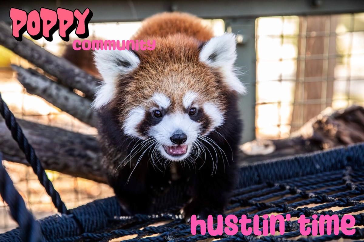 Poppy The Baby Red Panda | Fan Page tweet media