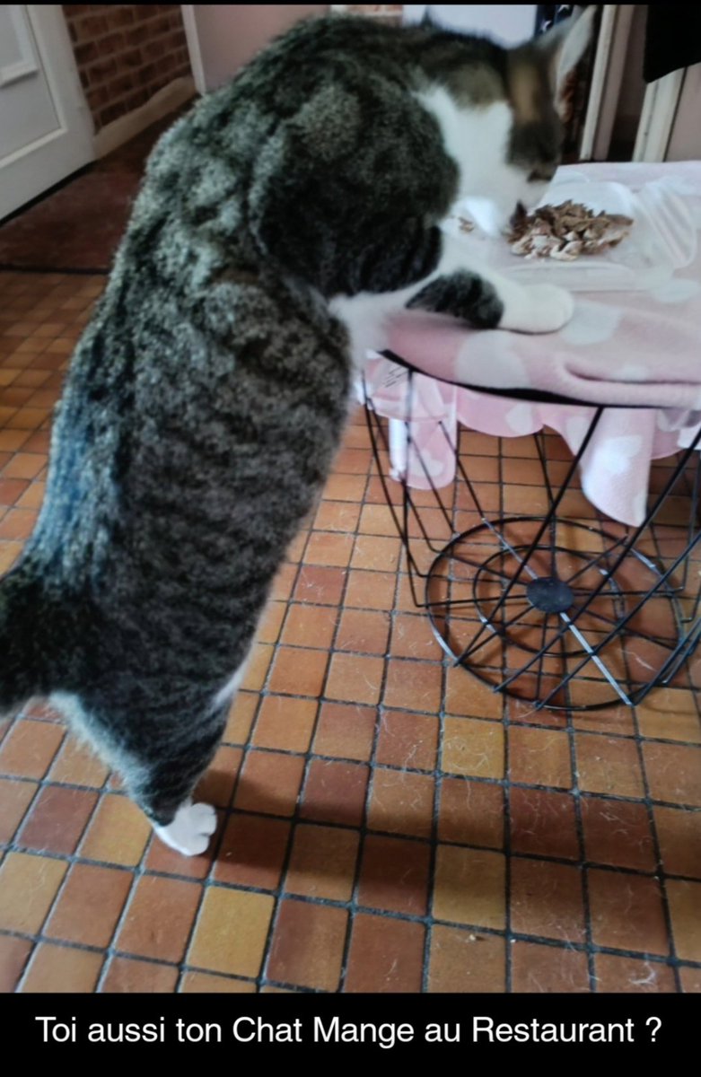 CindyCoversOff's tweet photo. Toi Aussi Ton Chat Mange Au Restaurant ? #chat #drole #funny https://t.co/mfETG1DoAv