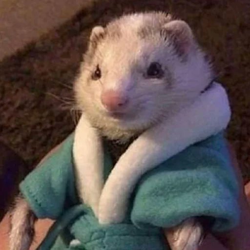 Unbothered. Moisturized. Happy. In My Lane. Focused. Floofing.