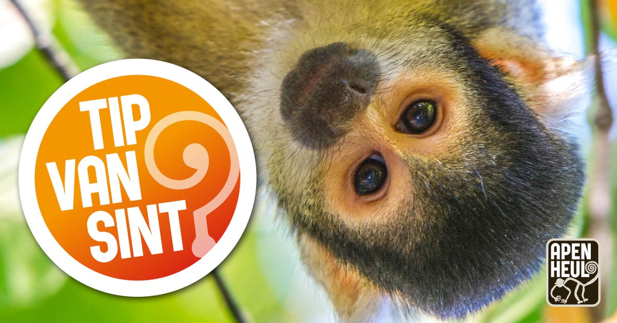 Op zoek naar een cadeau voor de feestdagen? 🎁 De leukste items uit onze souvenirshop vind je online. Geef een doodshoofdaap knuffel, broodtrommel of leuke pins cadeau! 🐒 Bekijk alle cadeau tips op apenheul.nl/feestdagen

#sinterklaas #cadeau #feestdagen #apenheul