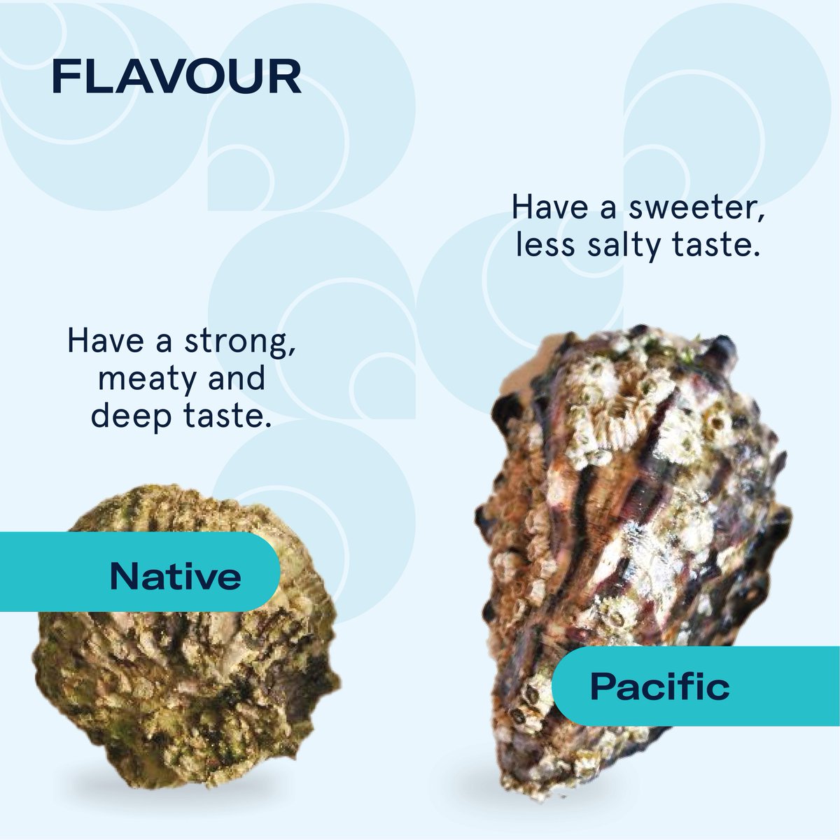oysterrestore's tweet photo. Ever wondered about the differences between native and Pacific oysters? 🦪✨ Varying in flavour, appearance, habitat and much more, the two species are much different that what you might first think! Read through to find out all about these amazing animals #OysterRestoration https://t.co/ge3j9q6uNU