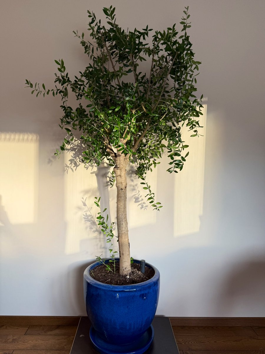 KarlKruuda's tweet image. 8 months ago, I almost lost this fellow. Today, Olivia is thriving, all thanks to Willow Sensors. Designed in Australia and now available across Europe, have revolutionized how I care for my plants.

Don’t wait for a close call to make a change. Check out leaflover.eu