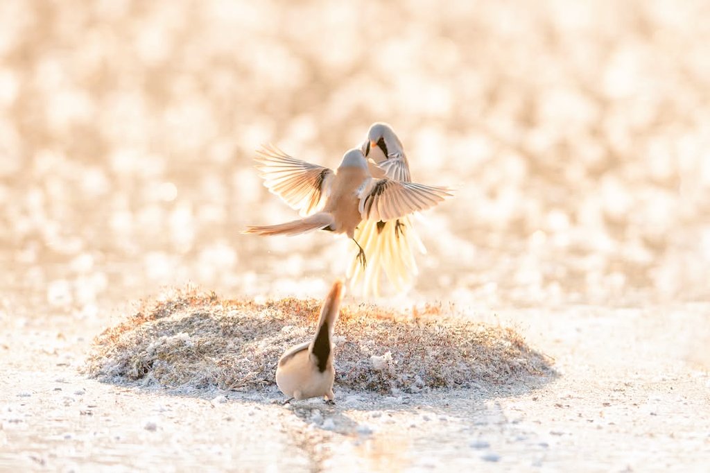 A group of charming bearded reedlings