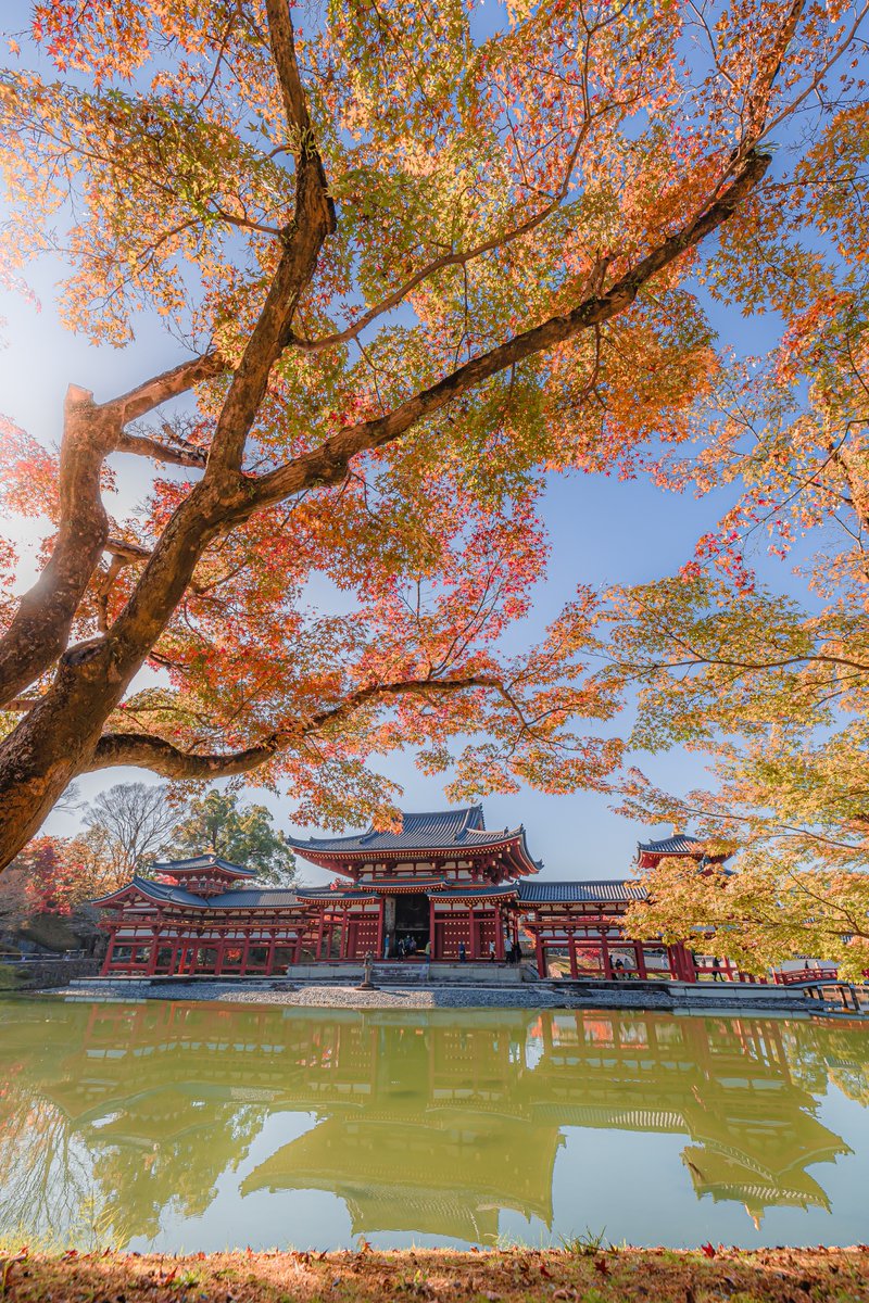 yuya0240's tweet image. 秋の平等院鳳凰堂が美しかった