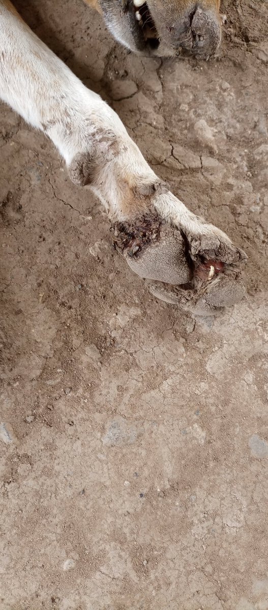 Hi friends, am here requesting for your support of my beautiful "Max" got beaten by homophobic people cause am a trans🏳️‍⚧️😭😭😭😭i want to get him proper medication and food 😭😭🙏 10$,20$,50$,100$,500$ can make his life back properly. 

gofundme.com/f/help-lgbtqia…