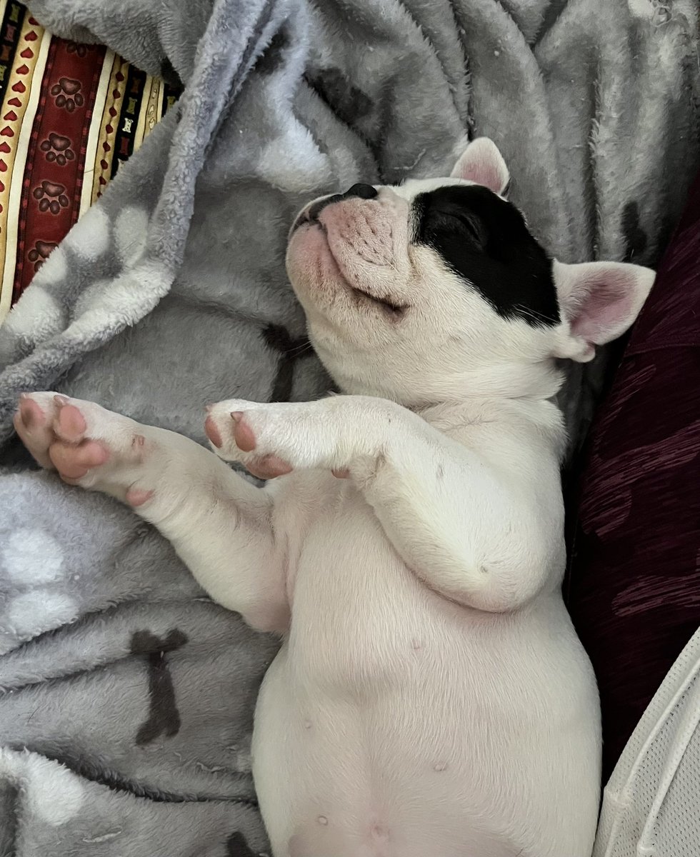 Vega is dreaming of warm fleece. Don’t forget Black Friday has already started. 

thefabfrenchieco.etsy.com