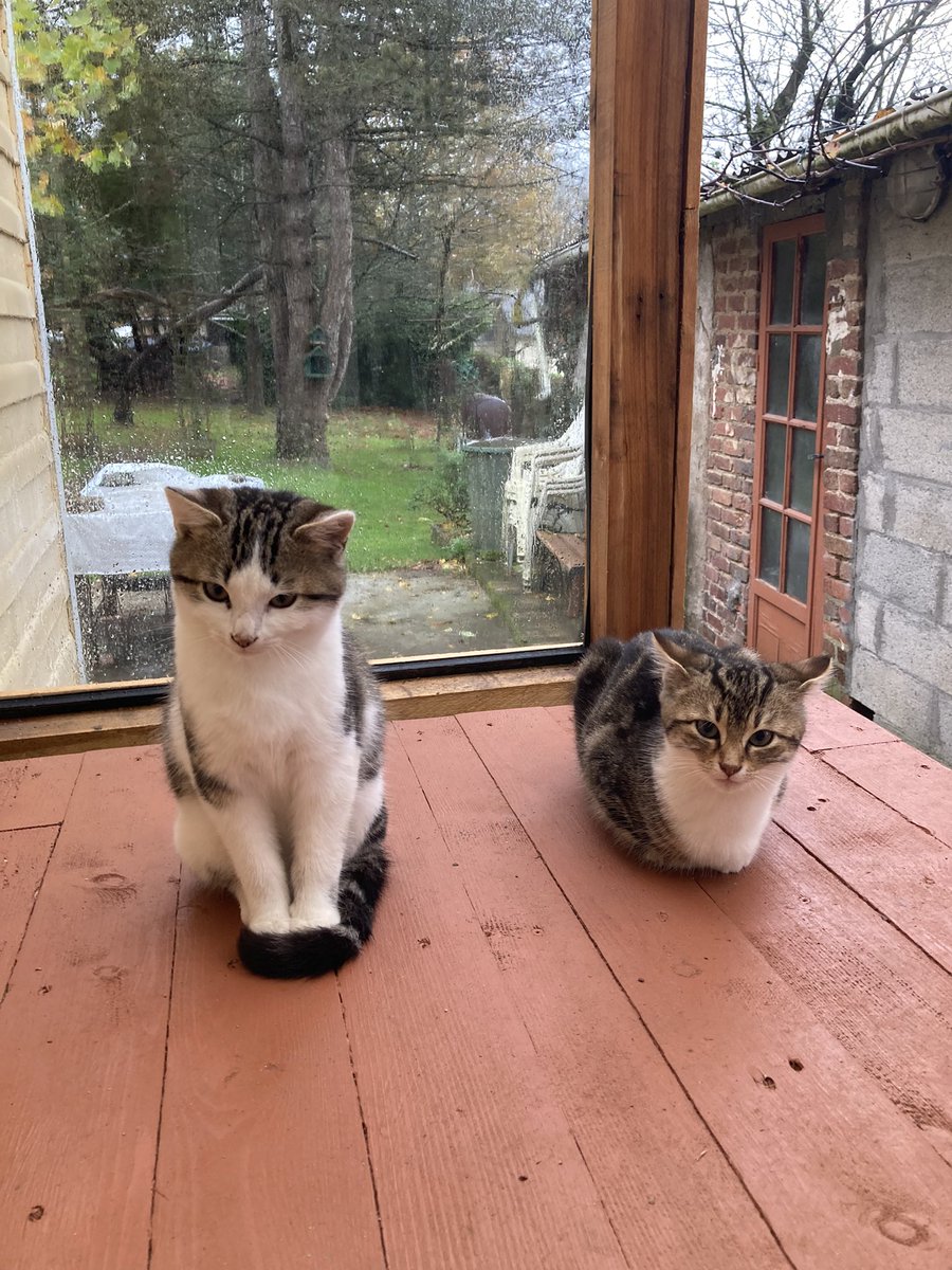 j’étais à deux doigts de rester à la maison quand je les ai vues comme ça à la porte d’entrée, mes mimis