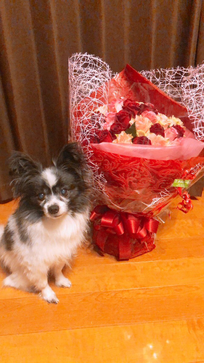 今日17年間一緒にすごした愛犬パピーが天国にいきました😢
苦しみもなくスッと眠るように天国にいけたみたいでよかった😢
先にいってしまったけど、俺がいったらまた一緒に暮らそうね😢
本当に幸せをありがとう😢
愛してる😢