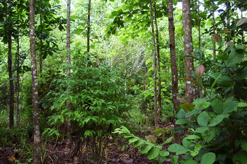 Reforestation has a significant cooling effect on the planet, particularly in the areas where trees are planted. In the past century, reforestation in the eastern United States has contributed to a "warming hole" by keeping the region cooler than it would have been otherwise. The