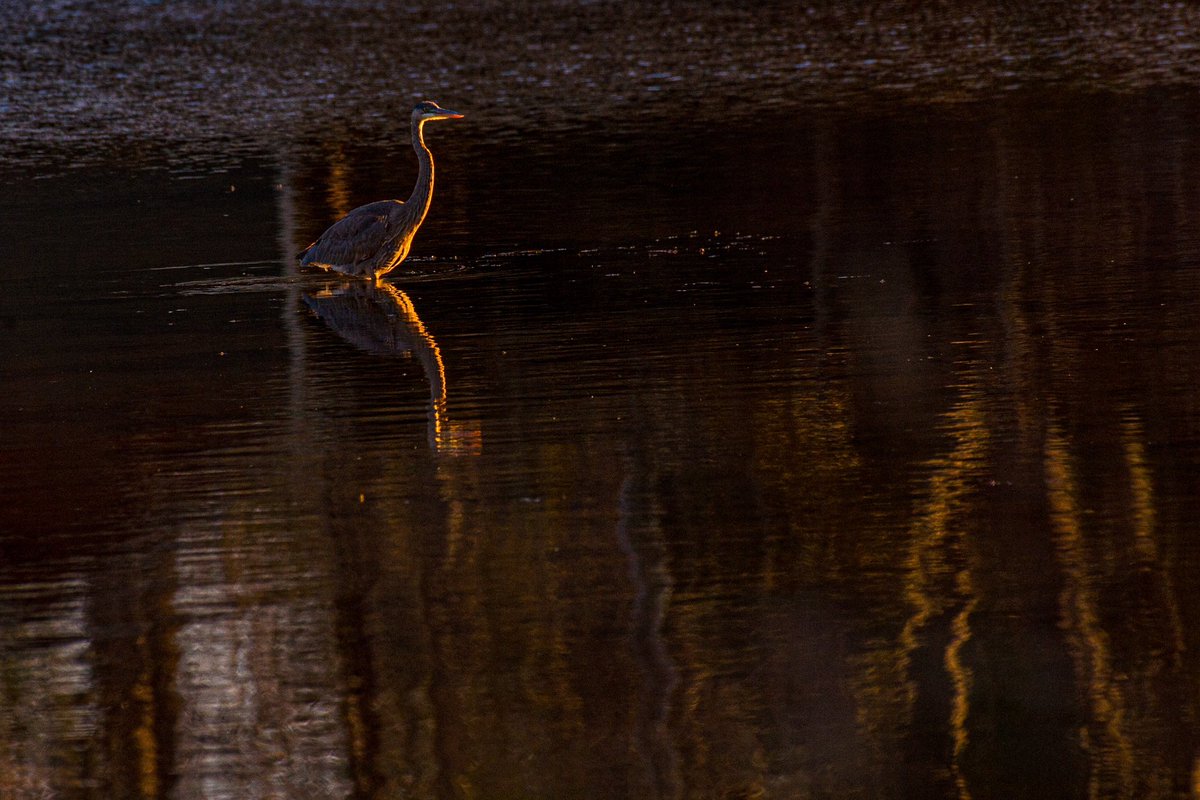 A Great Blue Heron
Majestic and elegant 
In delicious light
<a href="/wpri12/">WPRI 12</a> 
<a href="/PinpointWXTeam/">Pinpoint Weather 12</a>
