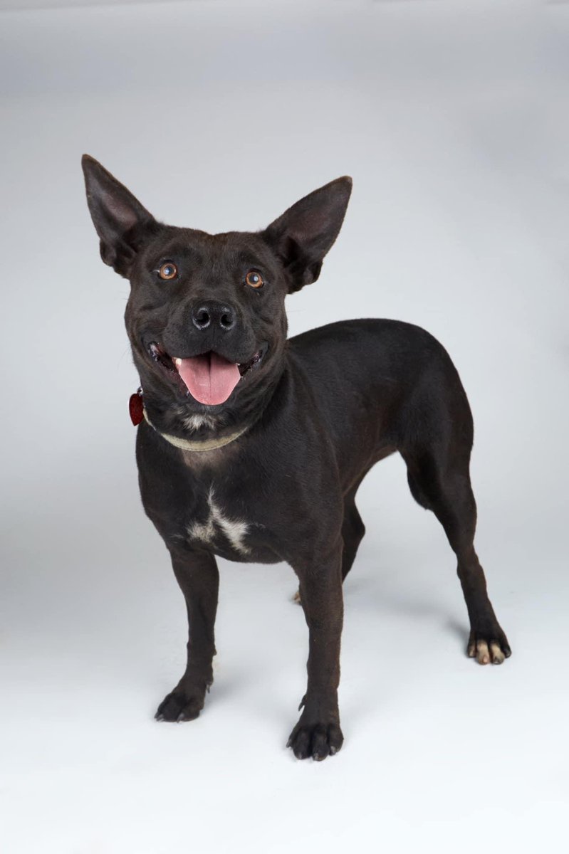 SPACAR13's tweet photo. ADOPT PENGUIN 🤍🖤

Penguin is a 40 lbs 2 year old terrier mix. 

She was returned to the shelter and needs a home for Thanksgiving. 

Apps - https://t.co/ZaIbHcagTb 

#dog #dogrescue #rescuedog #shelter #adopt #adoptme https://t.co/UgxXuqJLFh