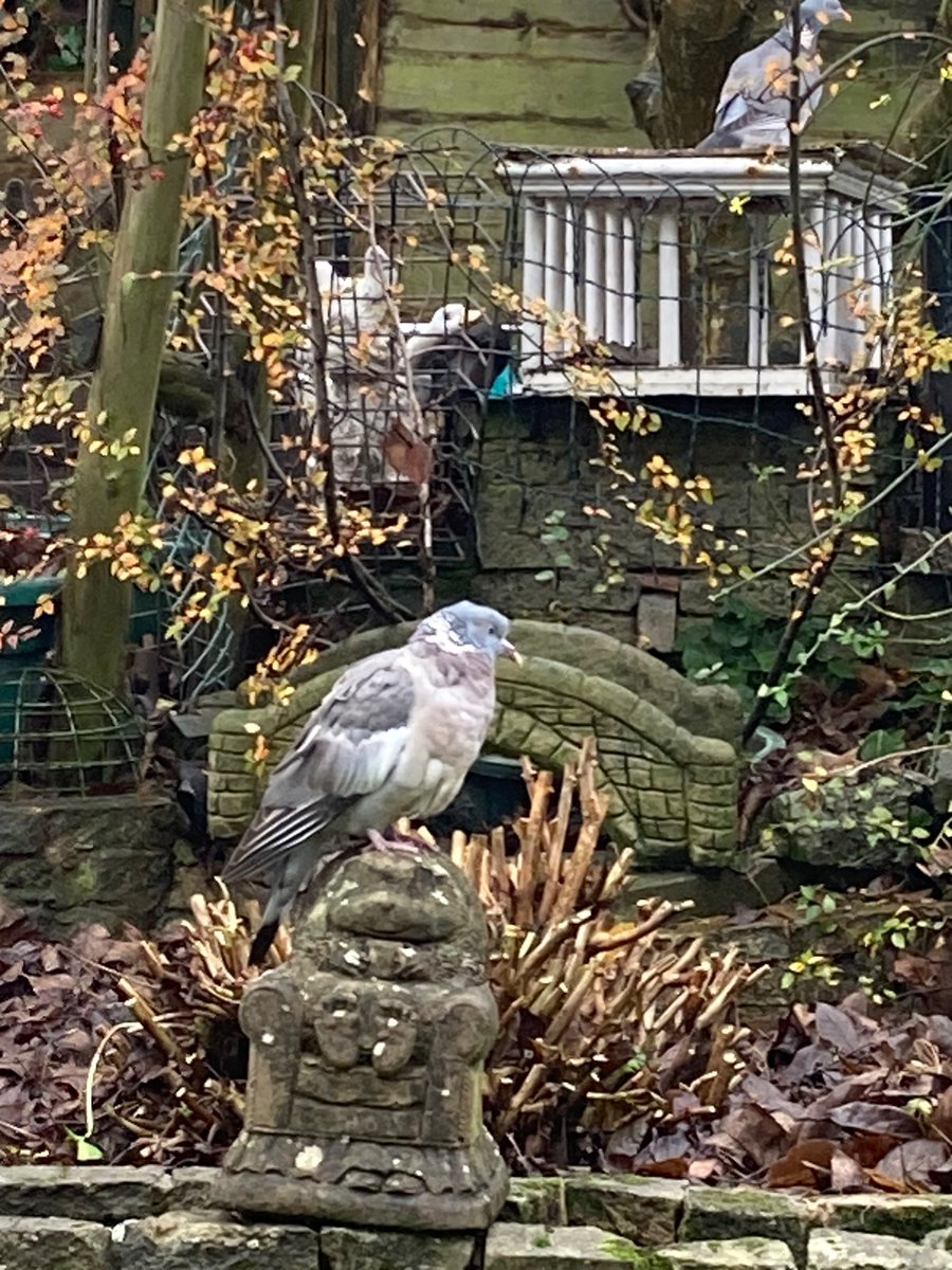 MyGarden_Uk's tweet photo. Morning Pigeons.
Beaky was here for breakfast.
#Beaky #Pigeons
@des_farrand https://t.co/dvTquMdklT