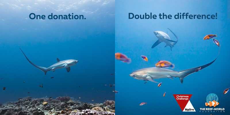 ✨ We hope you’re ready for #GivingTuesday kicking off the Big Give #ChristmasChallenge! From 3–10 Dec, all donations we receive will be matched by <a href="/BigGive/">Big Give</a>!

Donate to make double the difference for #coralreefs.
🗓️ bit.ly/RWChristmasCha…

📷 Evolution Diving Malapascua