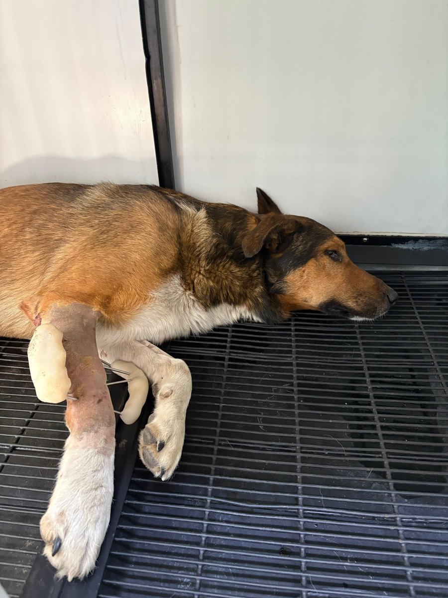 Amanecieron bien!! Mañana alta de ambos perrunos, se irán a temporal a Coltauco y nos ayudan a buscarle familia? Cholito pesa 12k ya no crece más y es lo más amoroso del mundo mundial!