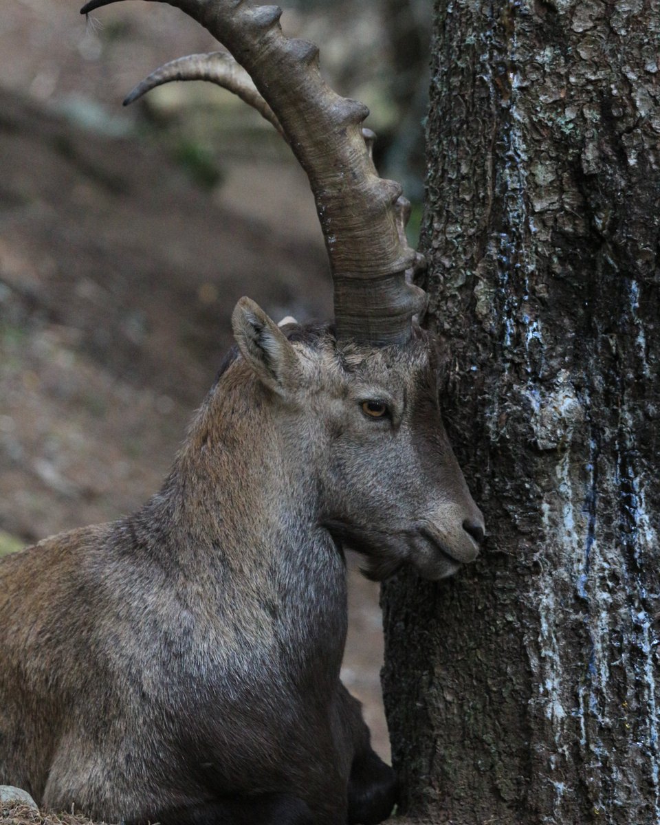 Pas la peine de te cacher ! 🐐