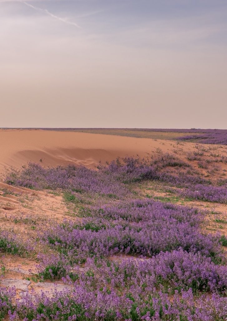 مشهد الأرض وهي تتزين بالخزامى، مشهد سعودي أصيل.
