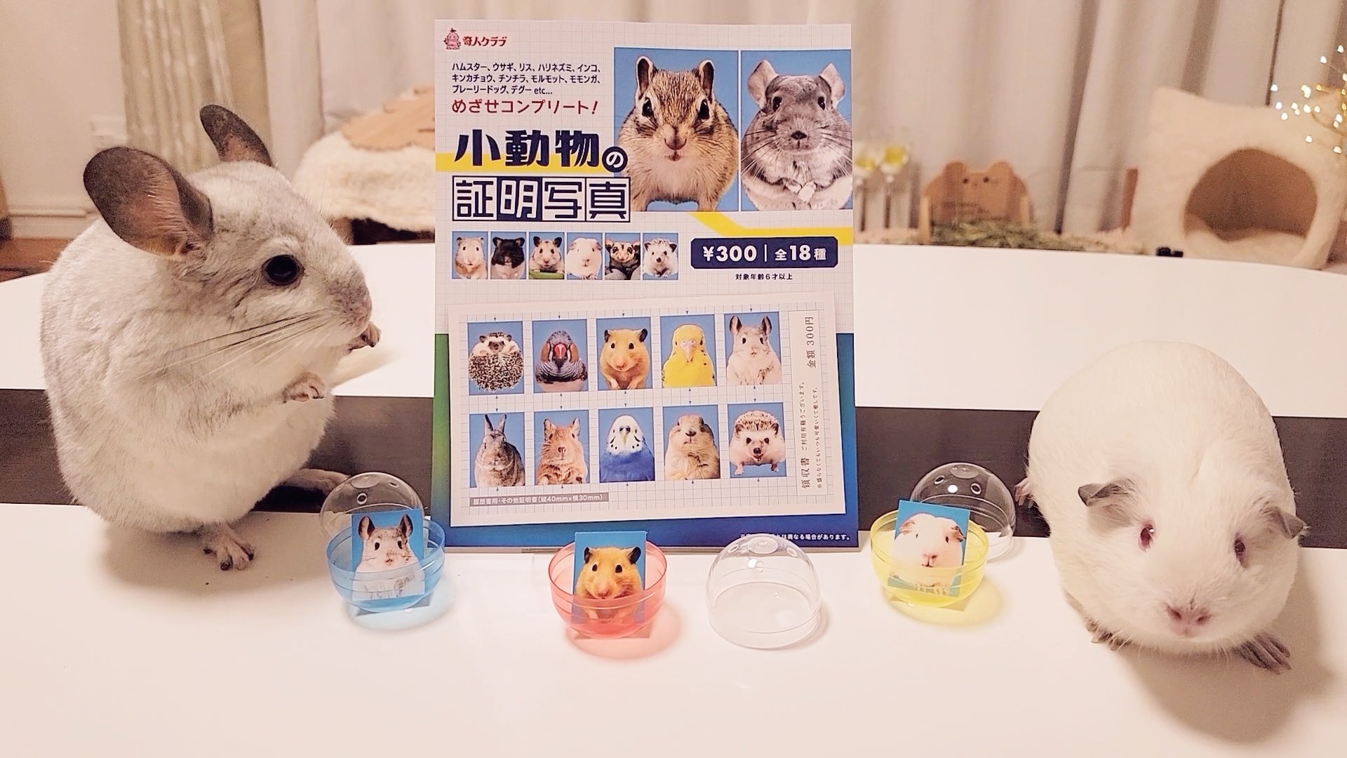 もふもふペットCafe on X: 