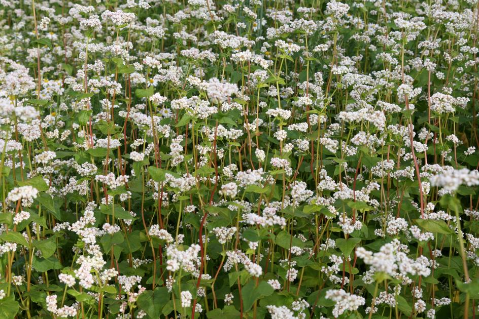 Réussir Bio tweet media