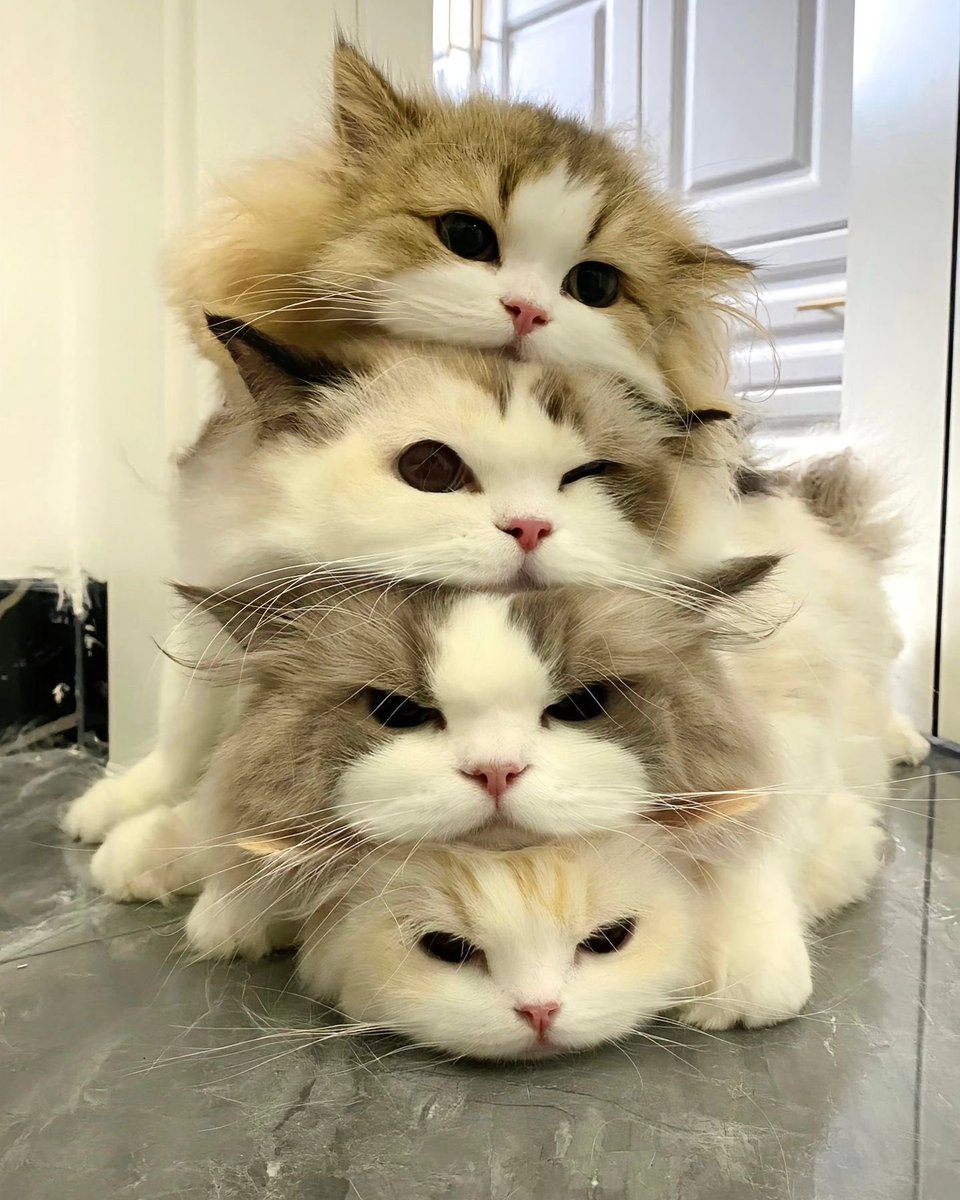 แฮชาน
แจมิน
เจโน่
อินจุน