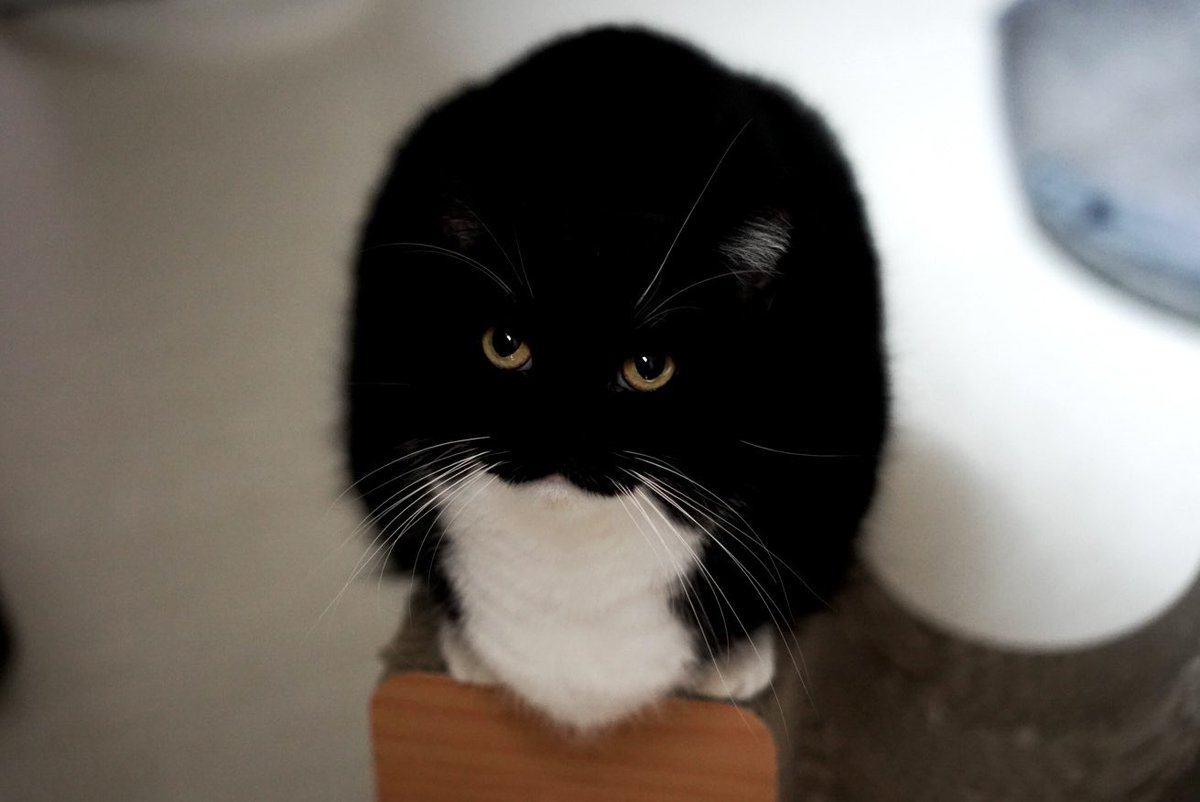 Uni ate a whole chicken today?