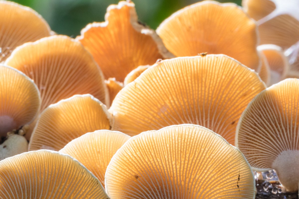 Vanaf vandaag hebben wij, Natuurvereniging KNNV, ook een account op de blauwe lucht. Volg ons daar voor meer info over onze activiteiten in en voor de natuur.