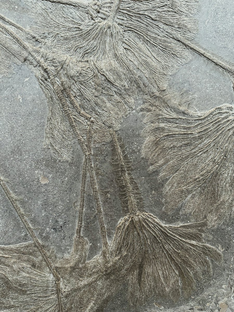 nat_sciences_be's tweet photo. [FOCUS] Plant or animal? Although their appearance is deceptive, #crinoids are indeed animals with a calcareous skeleton.
Crinoids have existed since the Cambrian. Severely affected during the Permian-Triassic extinction, they were back in full force during the Mesozoic. https://t.co/ADmwOl2Wbu