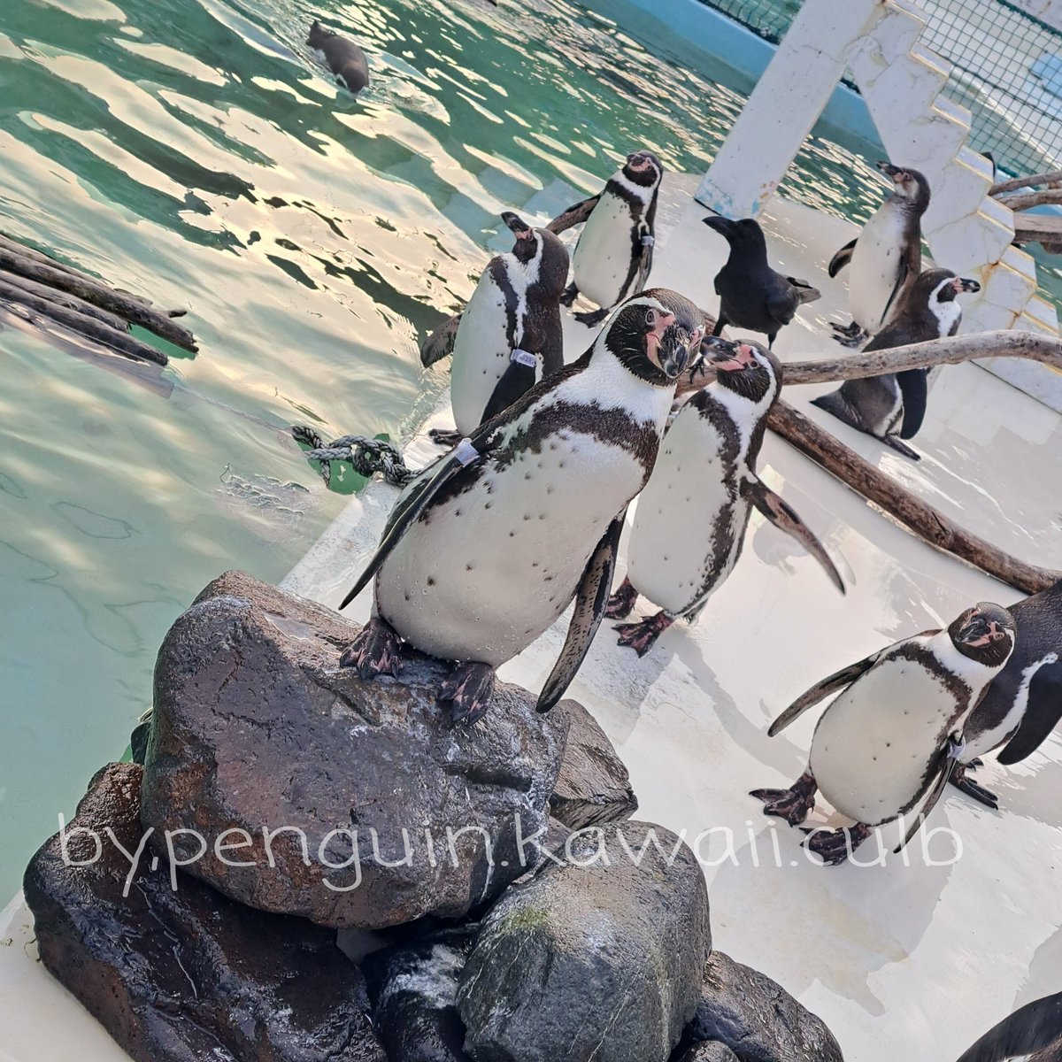 ⭐︎ぶー太郎⭐︎ ブー太郎