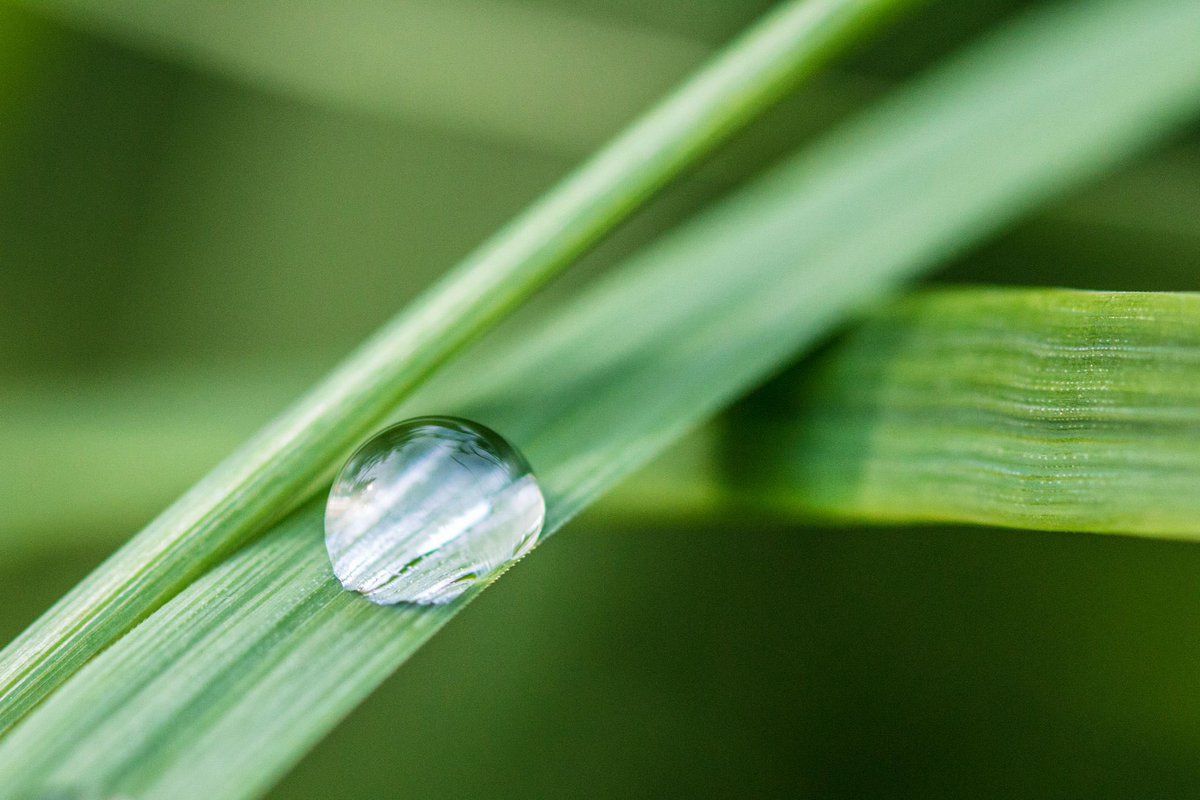 SFGazons's tweet photo. đ§đ± Le saviez-vous ? Le gazon est un hĂ©ros mĂ©connu !
đ Il filtre lâeau de pluie, limite les polluants et rĂ©duit le ruissellement. RĂ©sultat : nappes phrĂ©atiques plus propres et inondations Ă©vitĂ©es ! đâš
#EauPropre #environnement #gazonSFG #ecologie #SolutionsDurables https://t.co/SaNMeO2WTm