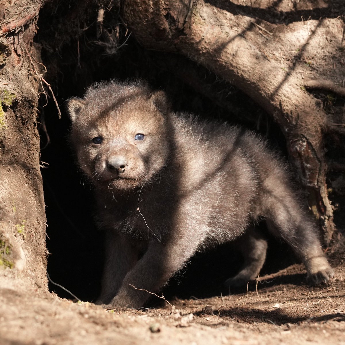 VoyaWolfProject's tweet image. Wolf O4D had 3 pups this spring and all were alive when she was struck by a vehicle this past June. However, in the 3 weeks between when she was hit and when she died, she never visited the pups.