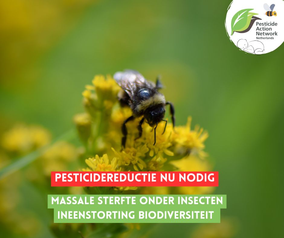 PAN Europe Rapport:  catastrofale ineenstorting van biodiversiteit. In sommige regio’s is de biomassa van insecten in zo'n 25 jaar met een 75% afgenomen. Wetenschappelijke bewijs; habitatverlies, industriële landbouw en ongebreideld gebruik van pesticiden.
pan-netherlands.org/blog/2024/11/2…