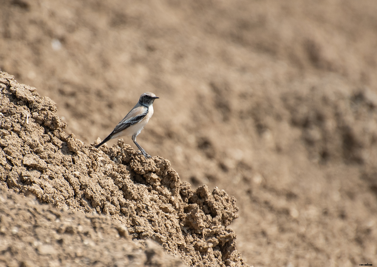 khanshariqind's tweet photo. Desert Wheatear #birds #madhaypardeshnews #madhyapradesh #indianbirds #birdsofindia #birdsofindiansubcontinent #birding #nature #aves #avianfauna #BirdsSeenIn2024 #birdsphotography #birdsphotographer #birdsphoto #birdsoftwitter #wintervisitors #migratorybirds #desertwheatear https://t.co/zaw9xE9pss