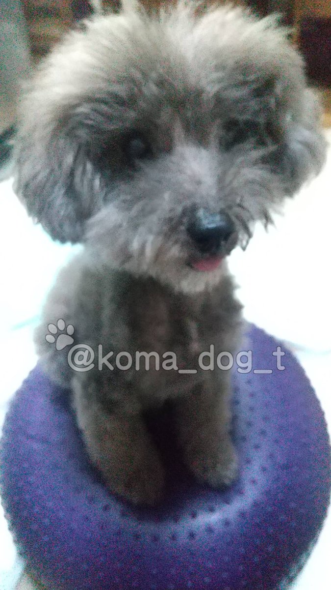 carrie_bpoo's tweet photo. バランスボール乗れるようになったよ🐶✨
たまにプルプルするけど、普通におすわりできるようになった
すごくない？😂

#トイプードル
#黒プー
#黒トイプー
#バランスボール
#犬好きさんと繋がりたい https://t.co/zlFTHLR9Fc