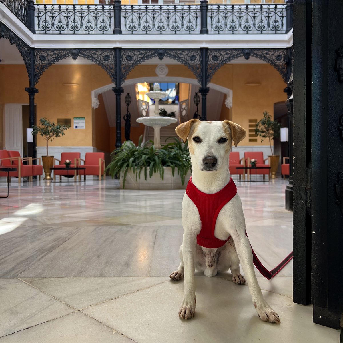 Pipper on tour tweet media