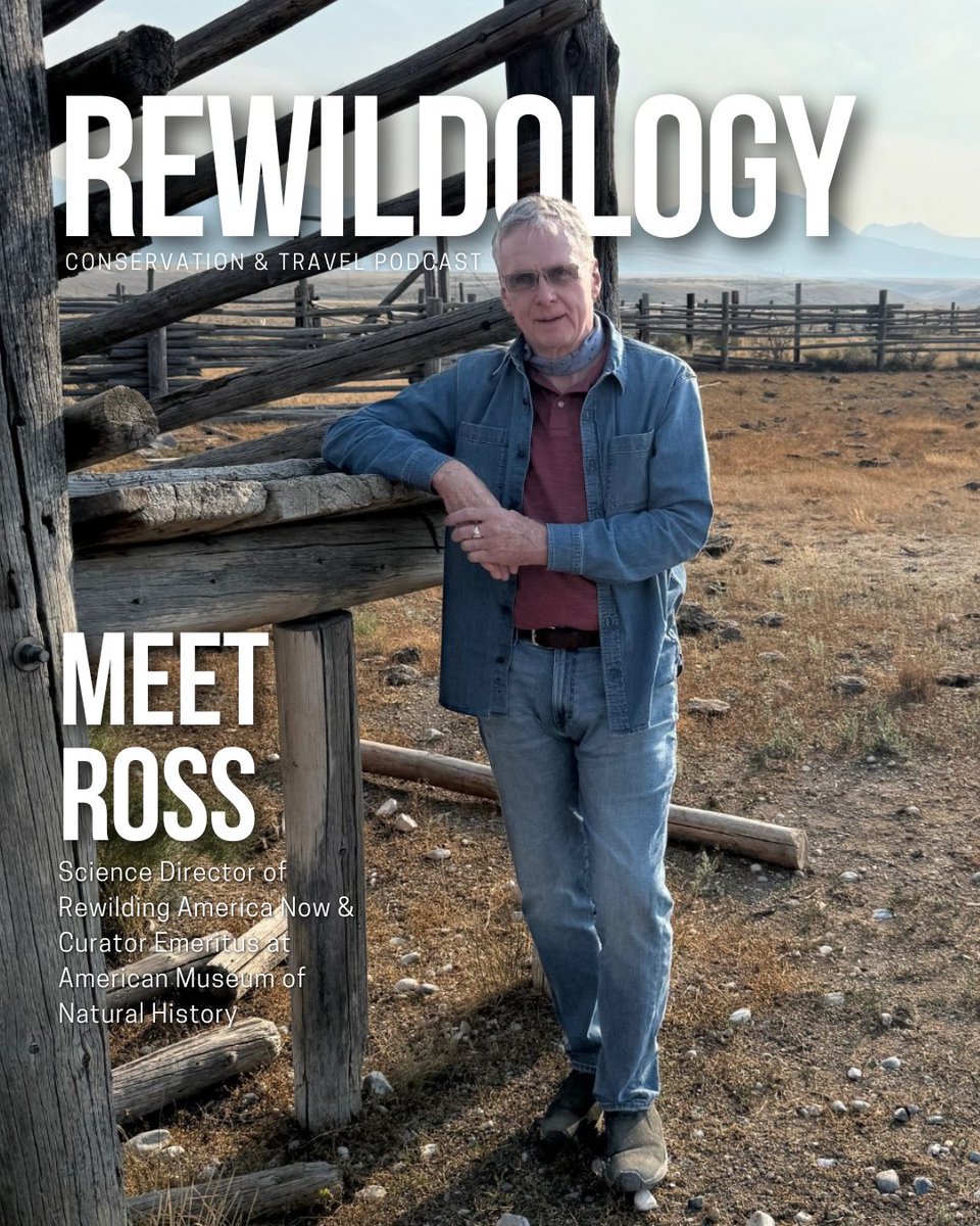 rewildology's tweet photo. What if wild horses could save the American West? 🐎 This week, we’re uncovering the transformative power of wild horses and their potential to heal our landscapes w/ Rewilding America Now! Avail everywhere! https://t.co/p9NUWrerkt @RewildingNow https://t.co/Fiis8tFqcG