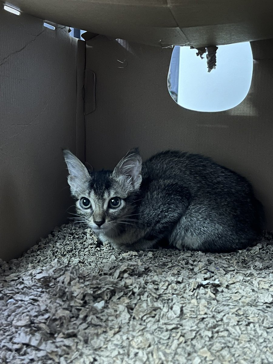FtinJbrl's tweet photo. kitten for adoption! jumpa dia bawah kereta nangis sorang2 dahla hujan. tak sampai hati nak tinggal mcm tu je 🥺 PLEASE HELP RT!

📍Wangsamaju, KL

@SoniaHoran__ @yemmeow @frdsh_ @tattyhassan @cats_rehome @itsybitsymin @fourmeows1 @FiskaYenitaFK_ @samantha_cavill @ketengahketepi https://t.co/bK1t7voekg